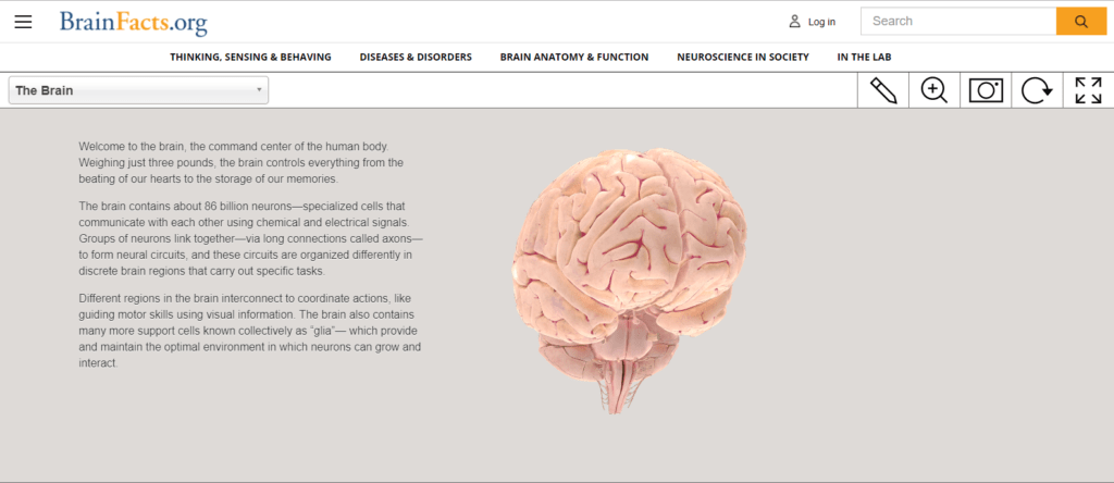 3d interactive brain by brainfacts.org